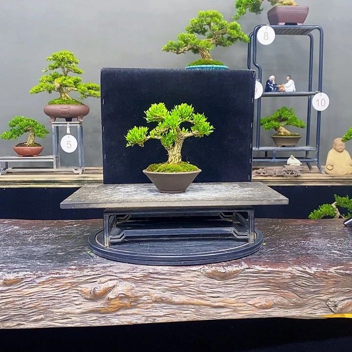 无花朵黄杨盆景四季常青不落叶