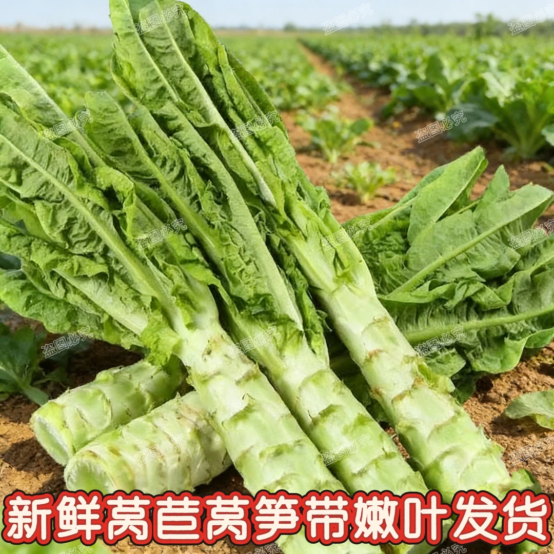 批发现砍现发新鲜莴笋蔬菜青笋莴苣笋新鲜当季莴苣窝笋农家蔬菜