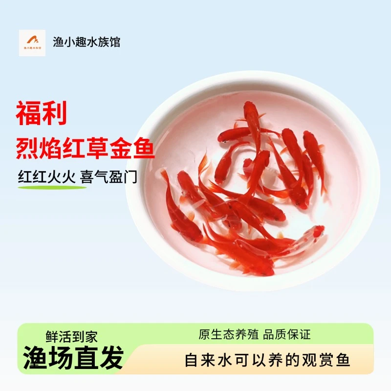 【41条5-8厘米】精品草金鱼鲜活金鱼水族观赏鱼超萌好物