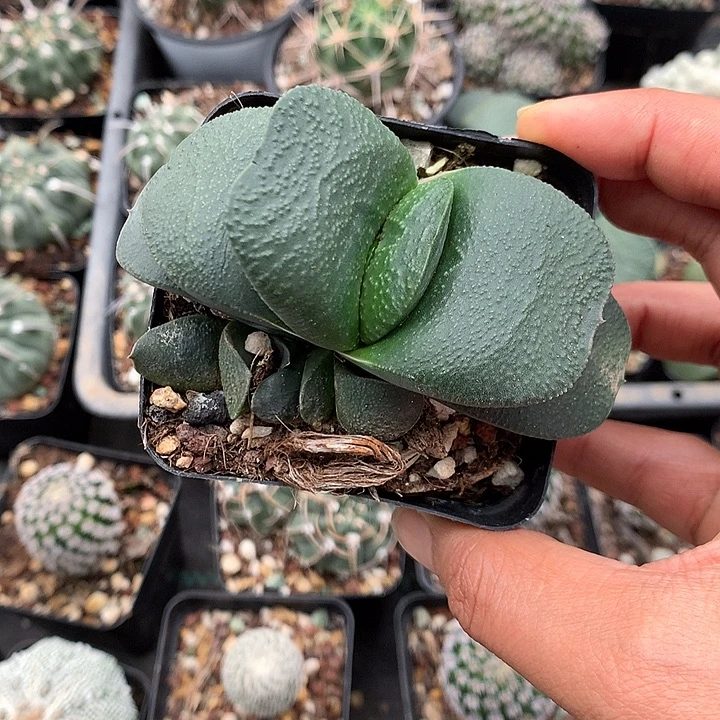 320 实生卧牛7厘米盆