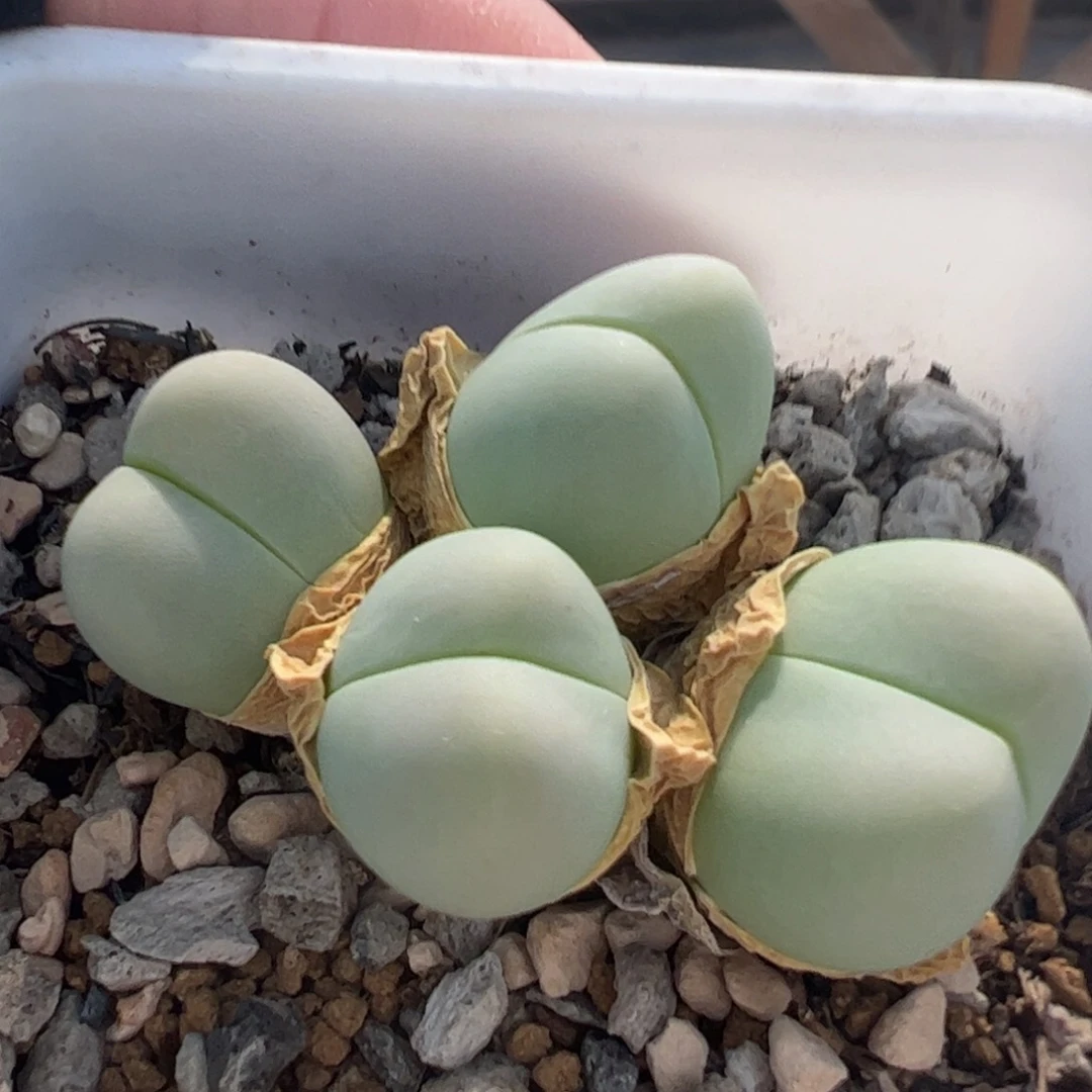 多肉植物百科368