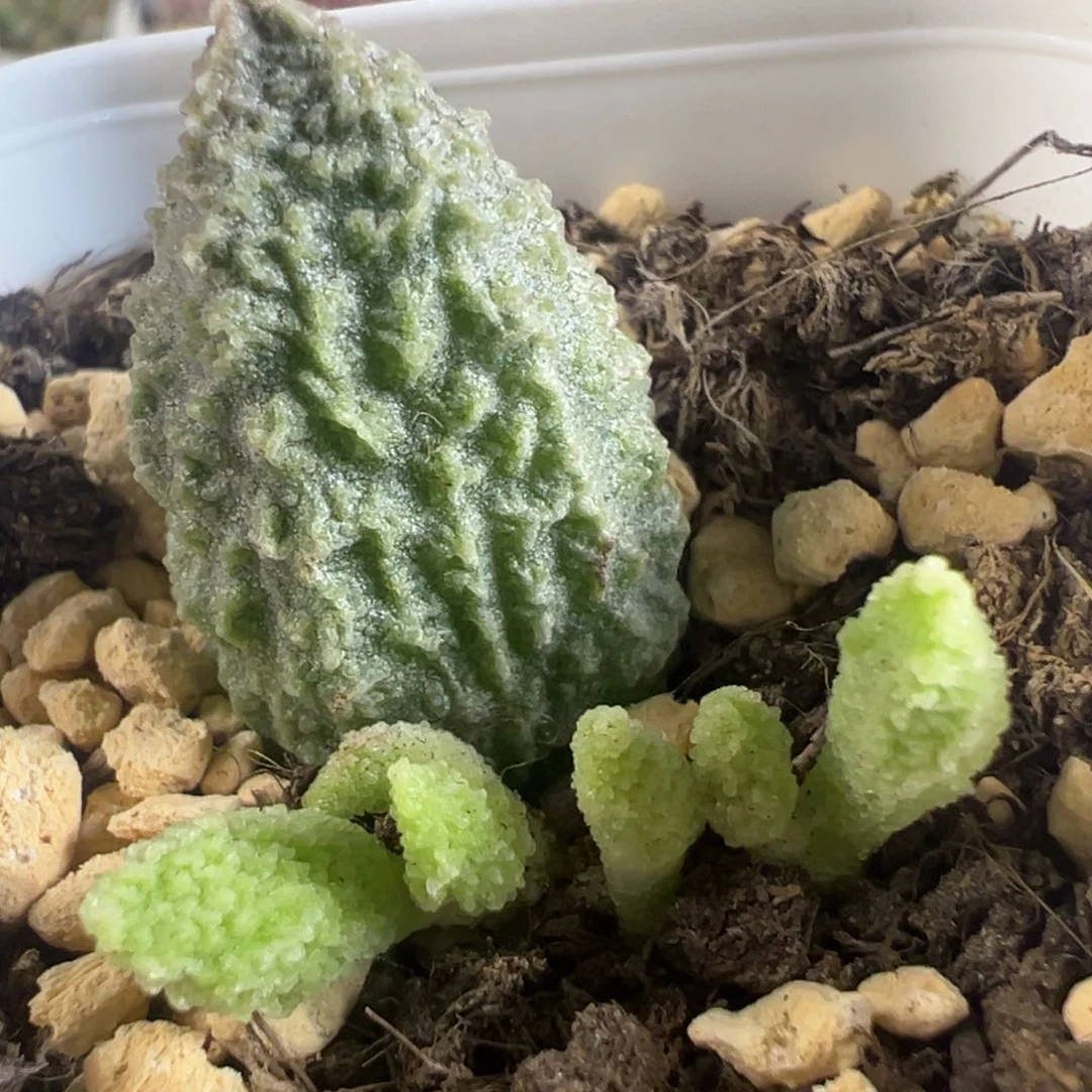 实生新品大苗多肉植物水泡