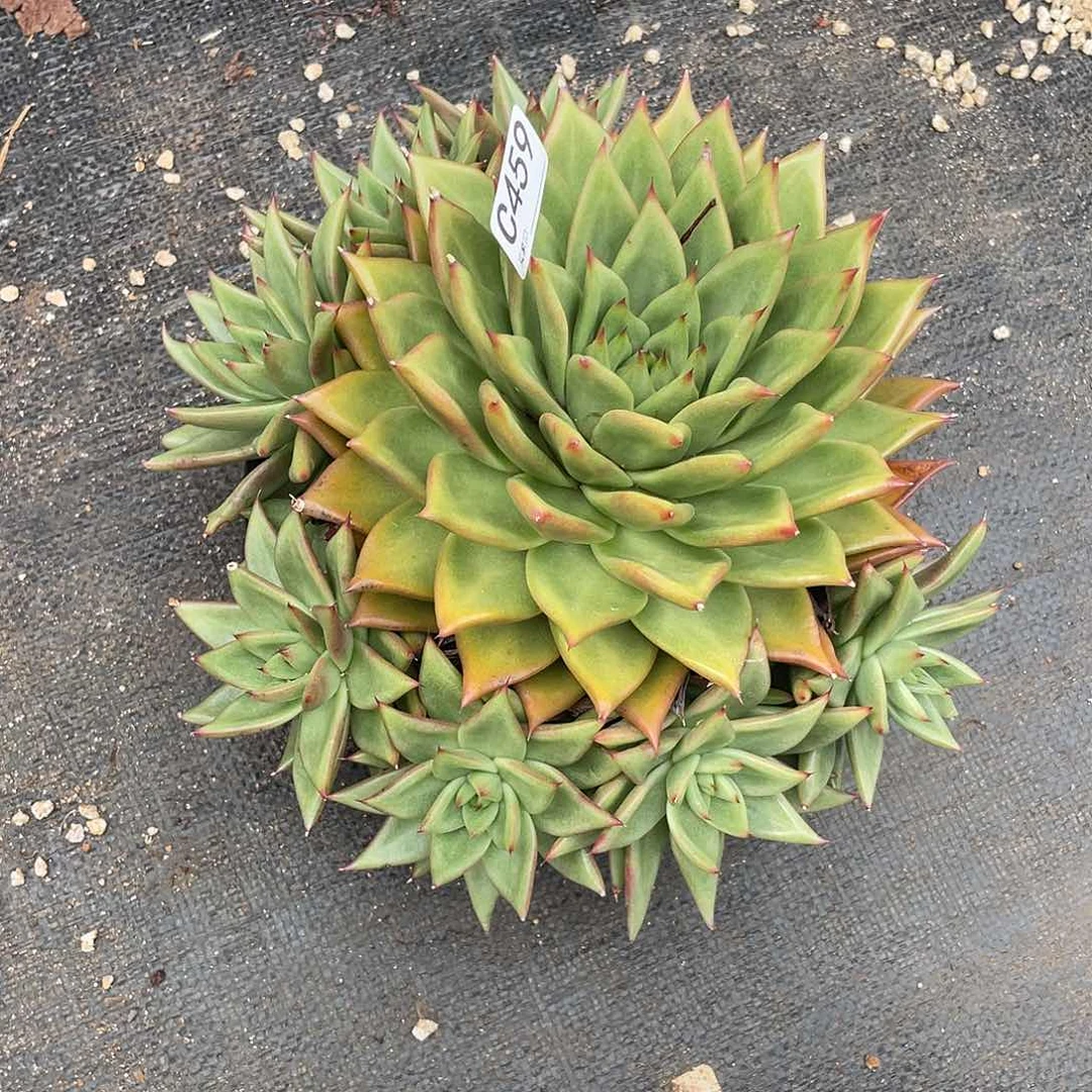 若如东云单拍C459