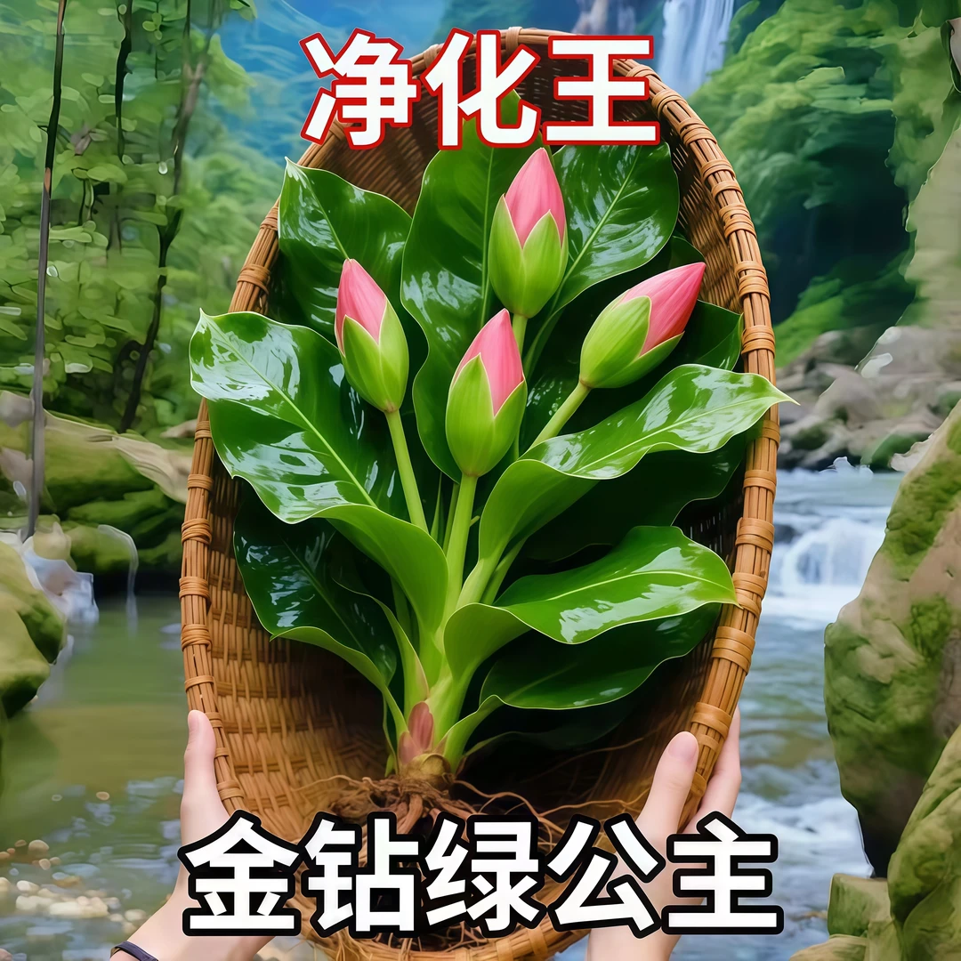 大叶金钻绿公主盆栽带花苞水培植物室内好养新房绿萝四季花卉绿植