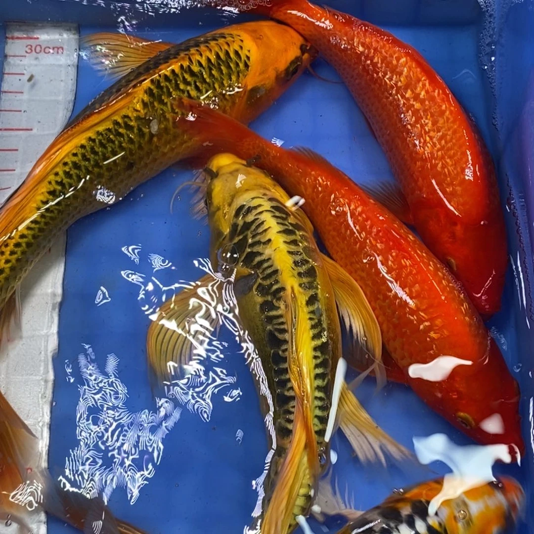 锦鲤冷水锦鲤包邮
