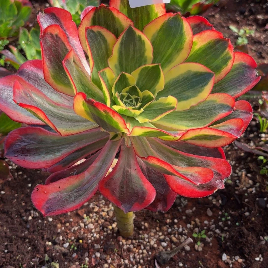 125多肉植物魅影