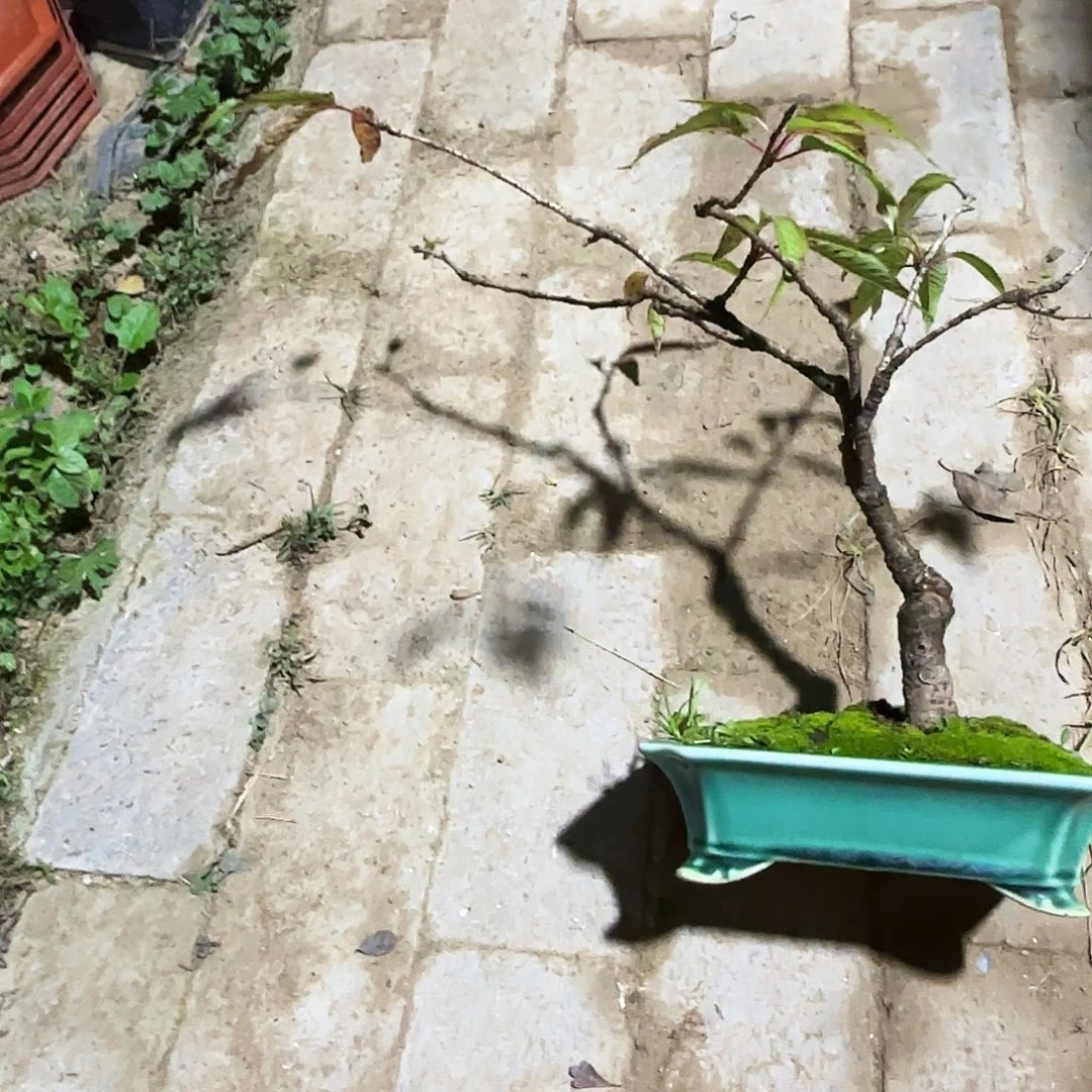 欢***雄无花朵樱花都包邮