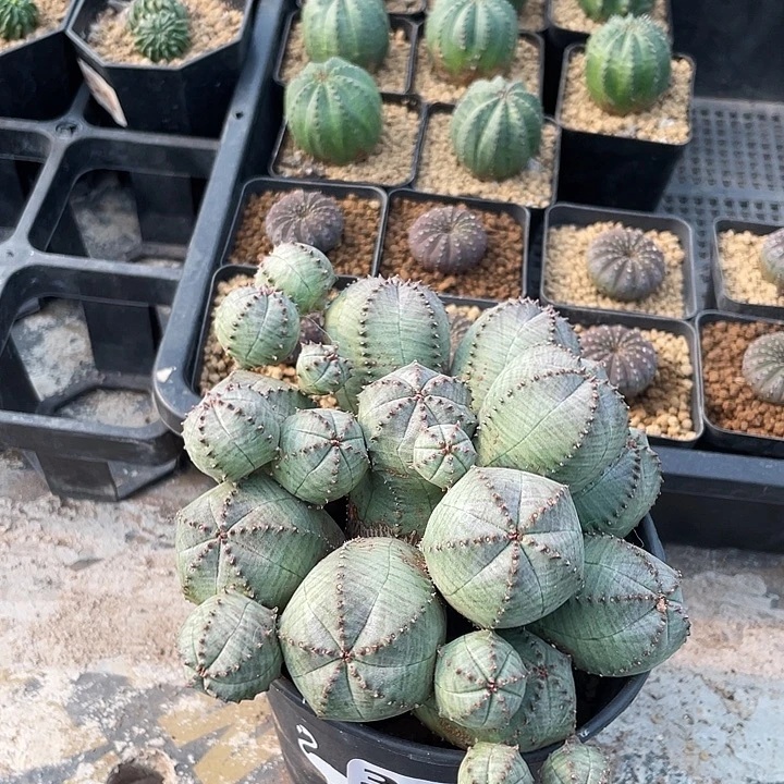 322大盆子吹布纹球多头