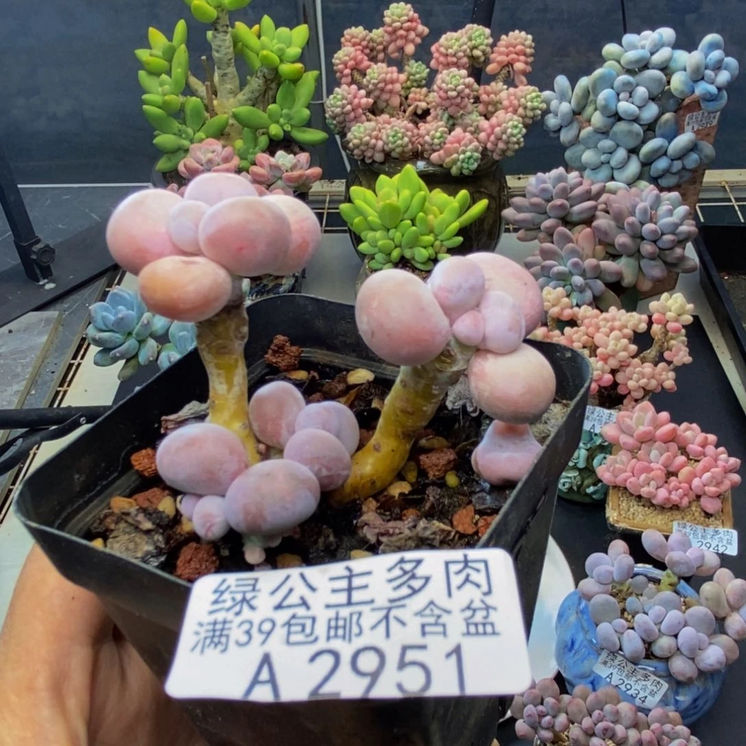 951橙奶多肉肉3c m