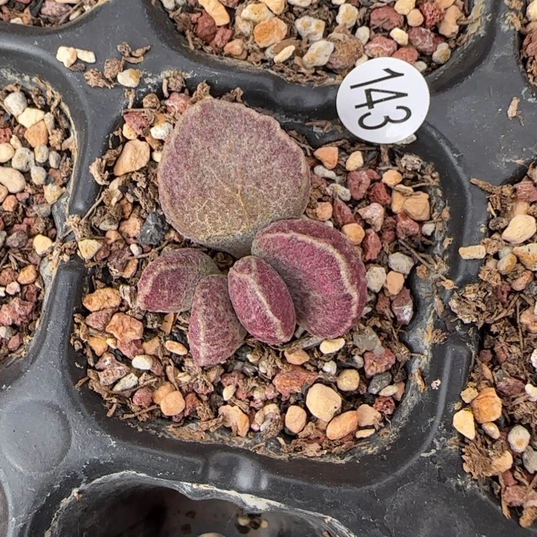 哈默猪肝多肉水泡143