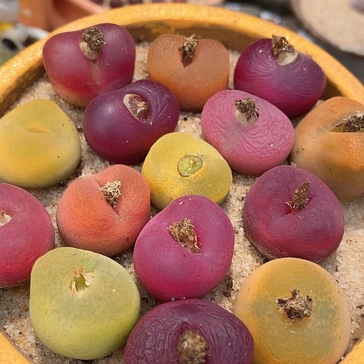 彩色桃子母本一颗