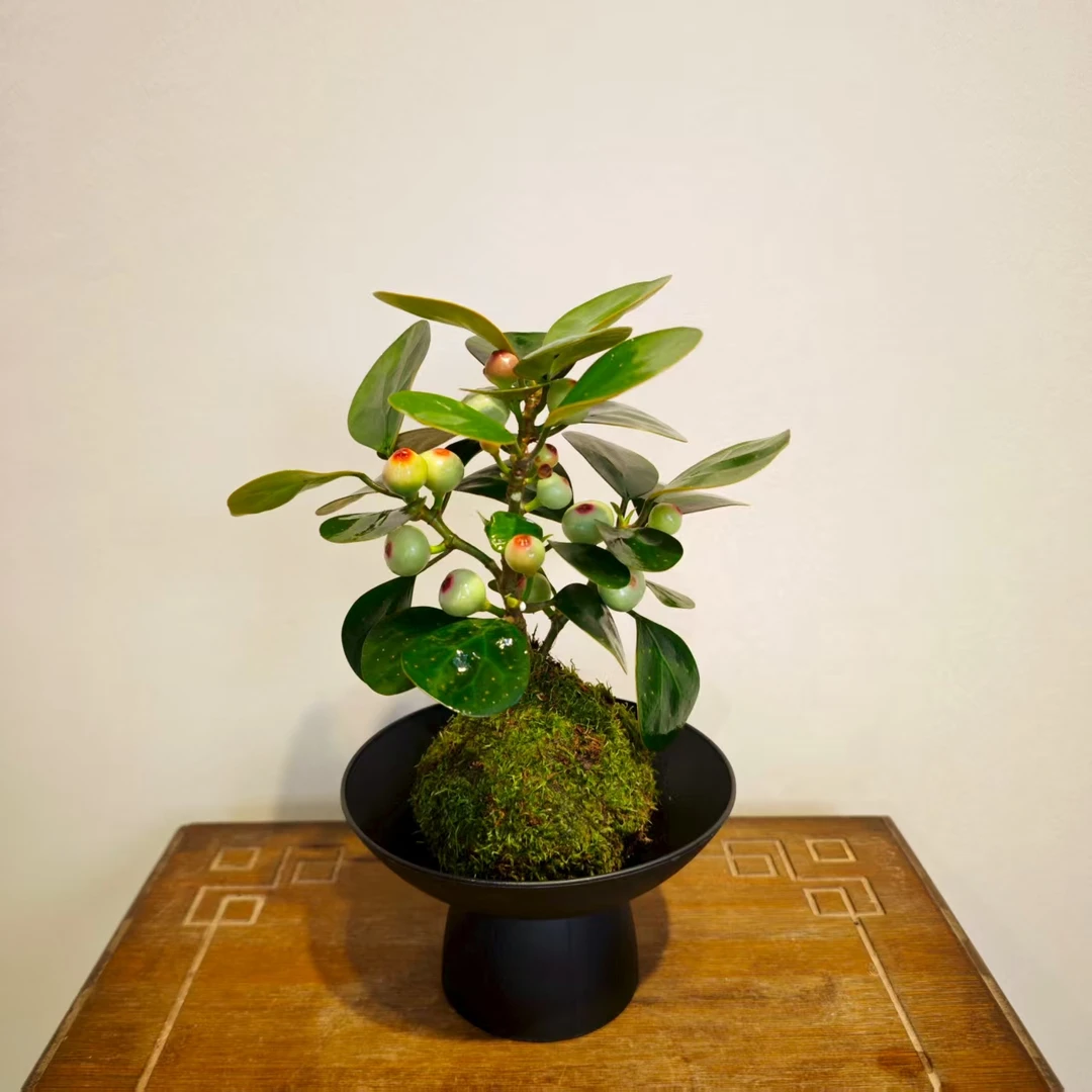 小盼菩提苔藓球带果发水培高端桌面绿植盆景盆栽好养易活四季常绿