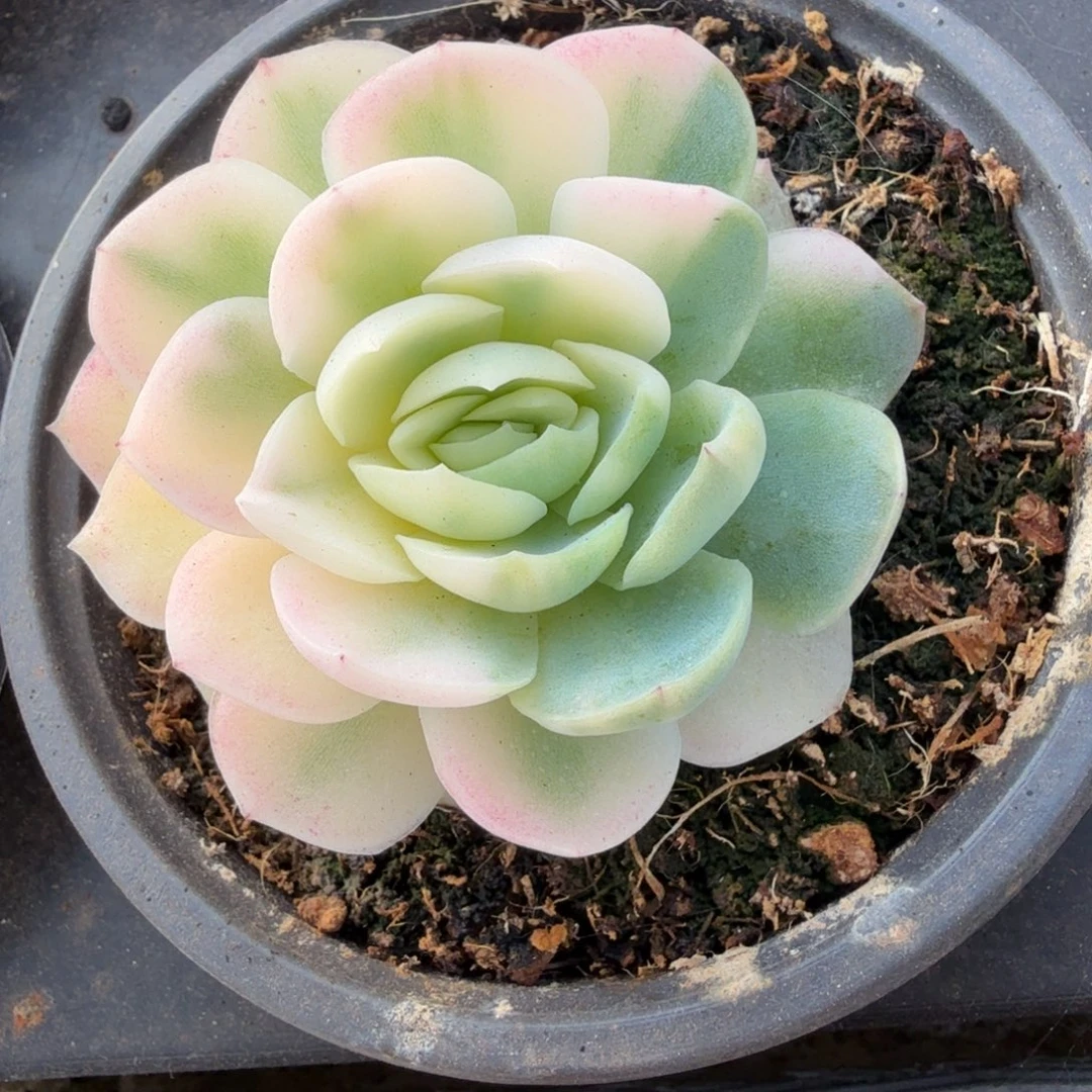 贝瑞锦锦上园艺一物一拍