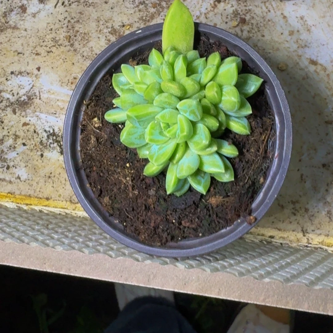 水晶萝莉 叶插 一物一拍