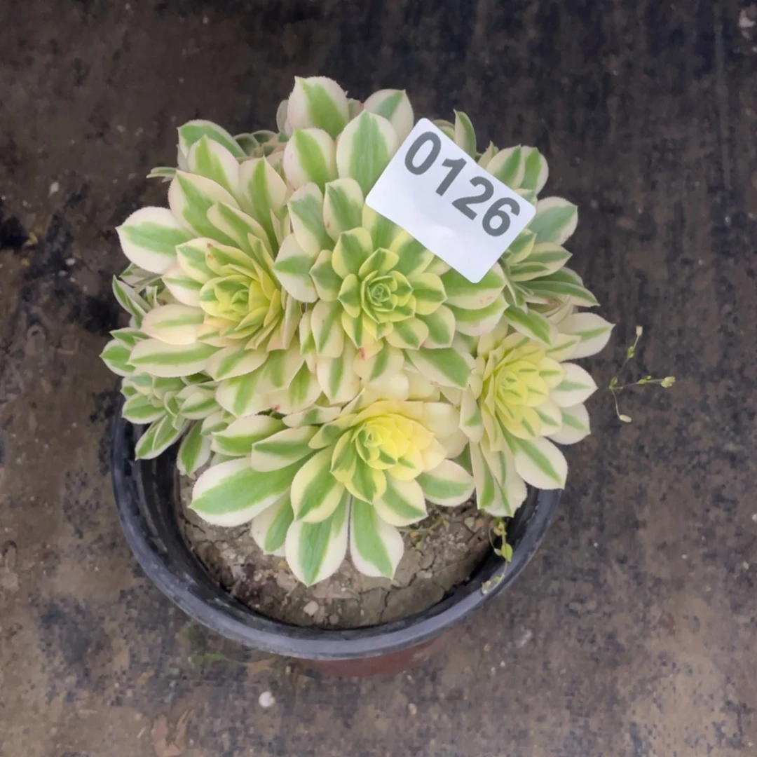 126号迈巴赫有砍过头