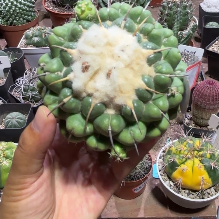 健***安4象牙好养皮实有根