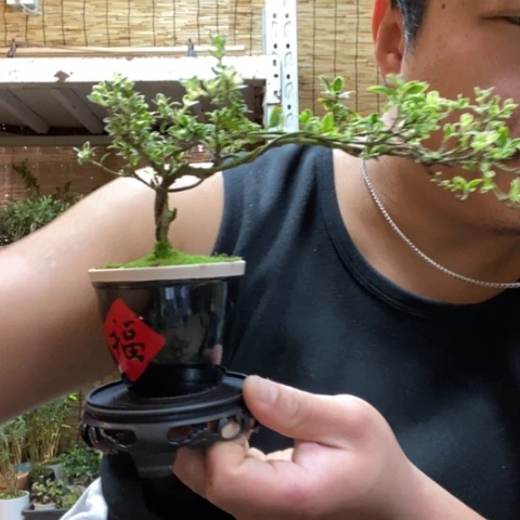 红陶一物一拍所见即所得56