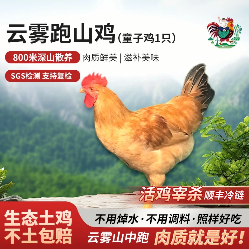 农小咖徽州深山农家散养土鸡童子鸡小公鸡新鲜鸡肉现杀散养鸡