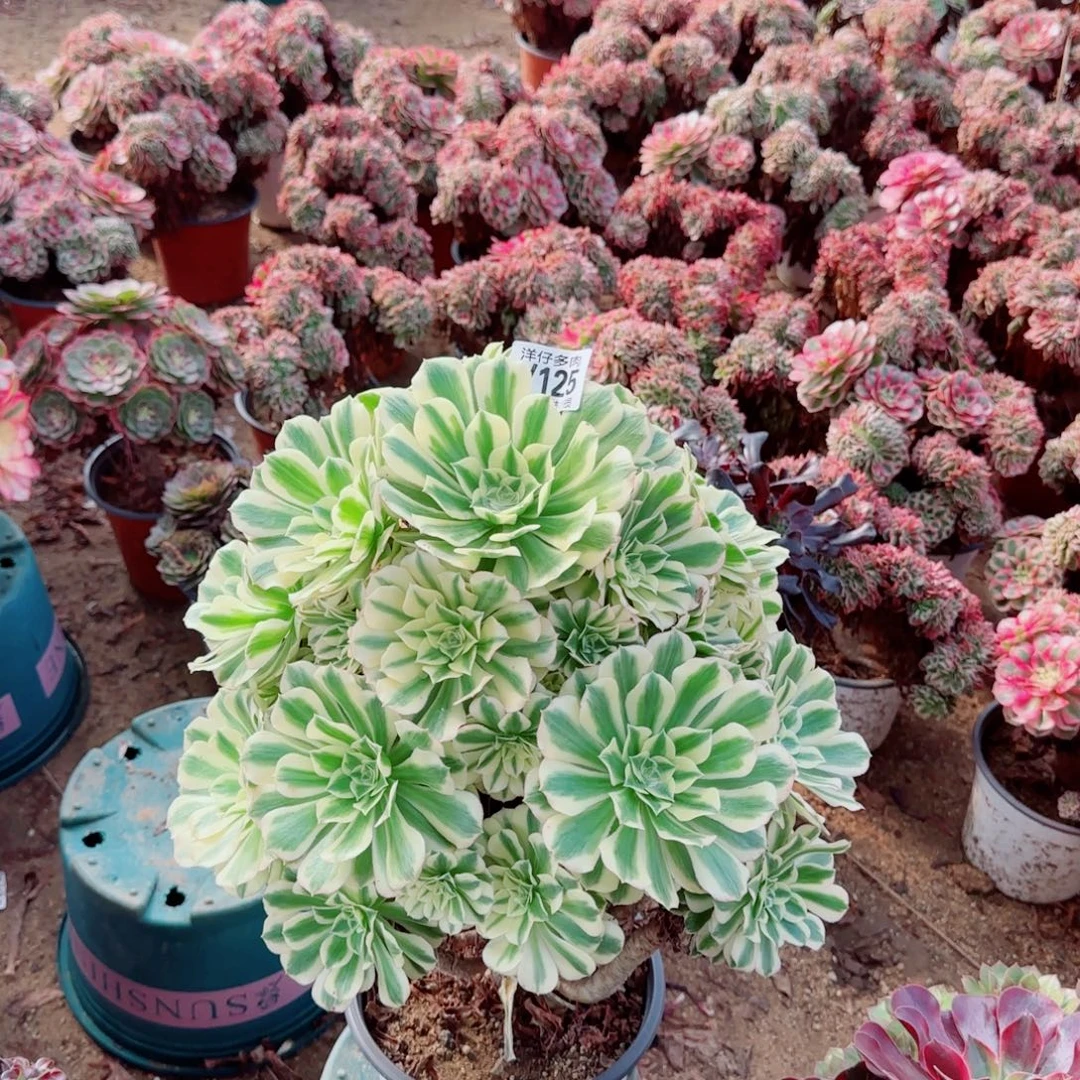 迈巴赫法师125冠幅28左右