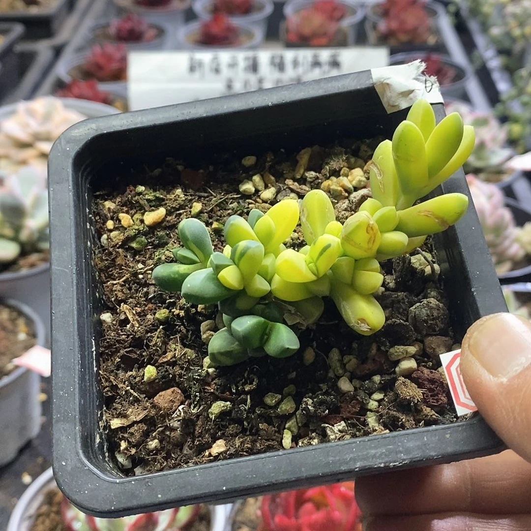 1307精美多肉鹿角海棠锦