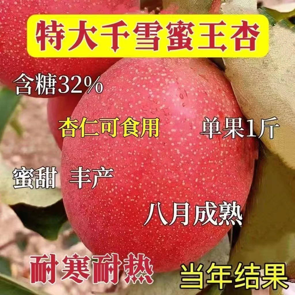 杏树苗嫁接特大千雪蜜王杏子树苗早熟耐寒耐旱超甜杏苗当年结果苗