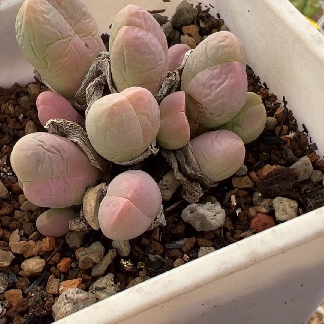 652多肉植物种类多样