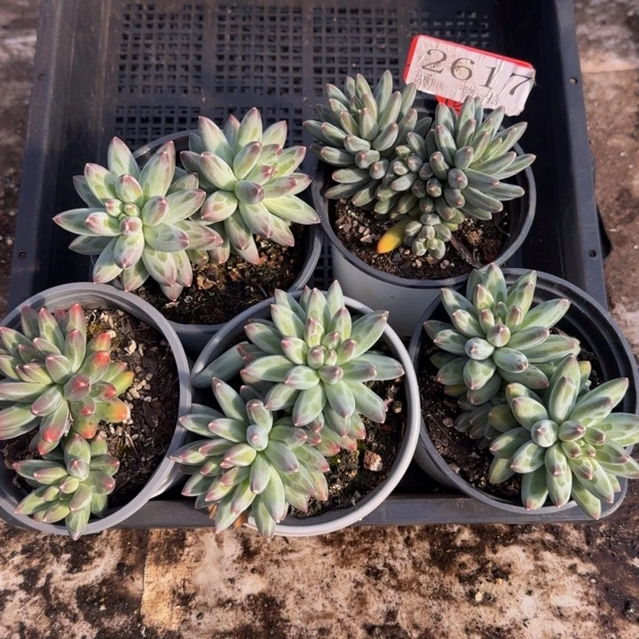 2617多肉植物一物一拍