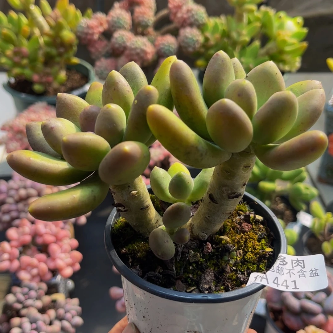 君***兰441芒果奶12cm多肉