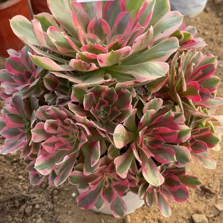 无花朵236多肉植物粉女郎