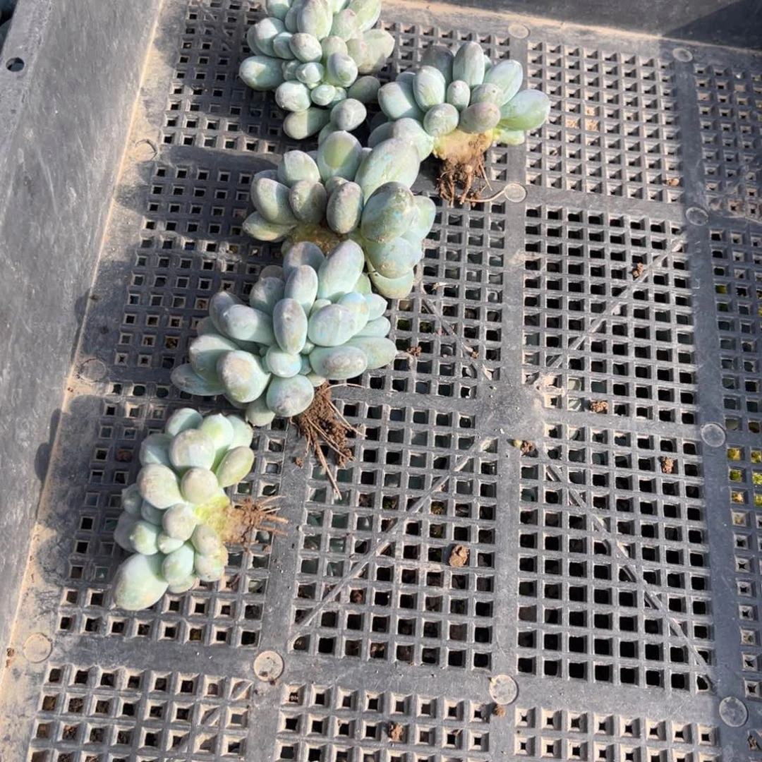 用****7多肉植物美人缀化