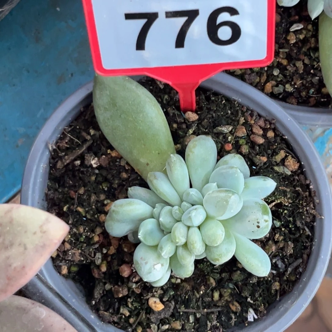 多肉植物胖体哥特776