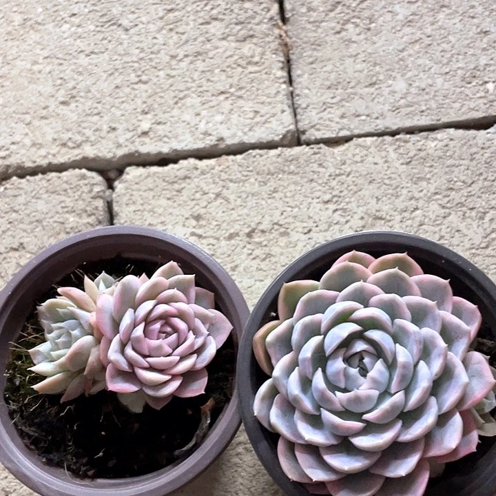 晨***摩西哥雪球锦一物一拍锦龙