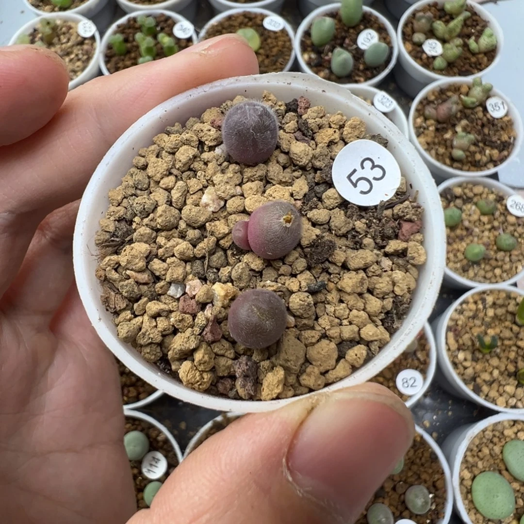 紫毛球一颗脱土530000
