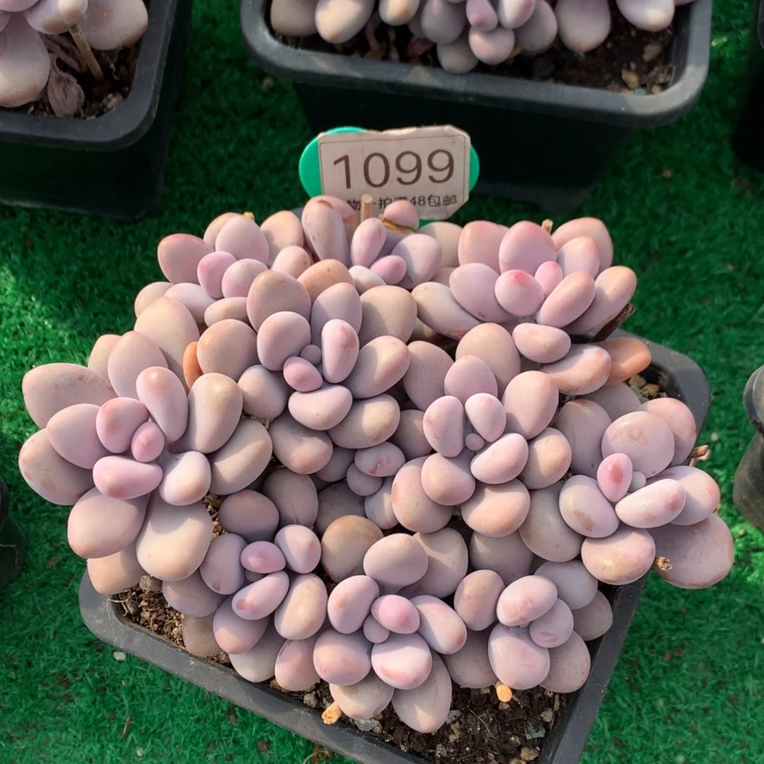 桃蛋矮桩平头无砍1099