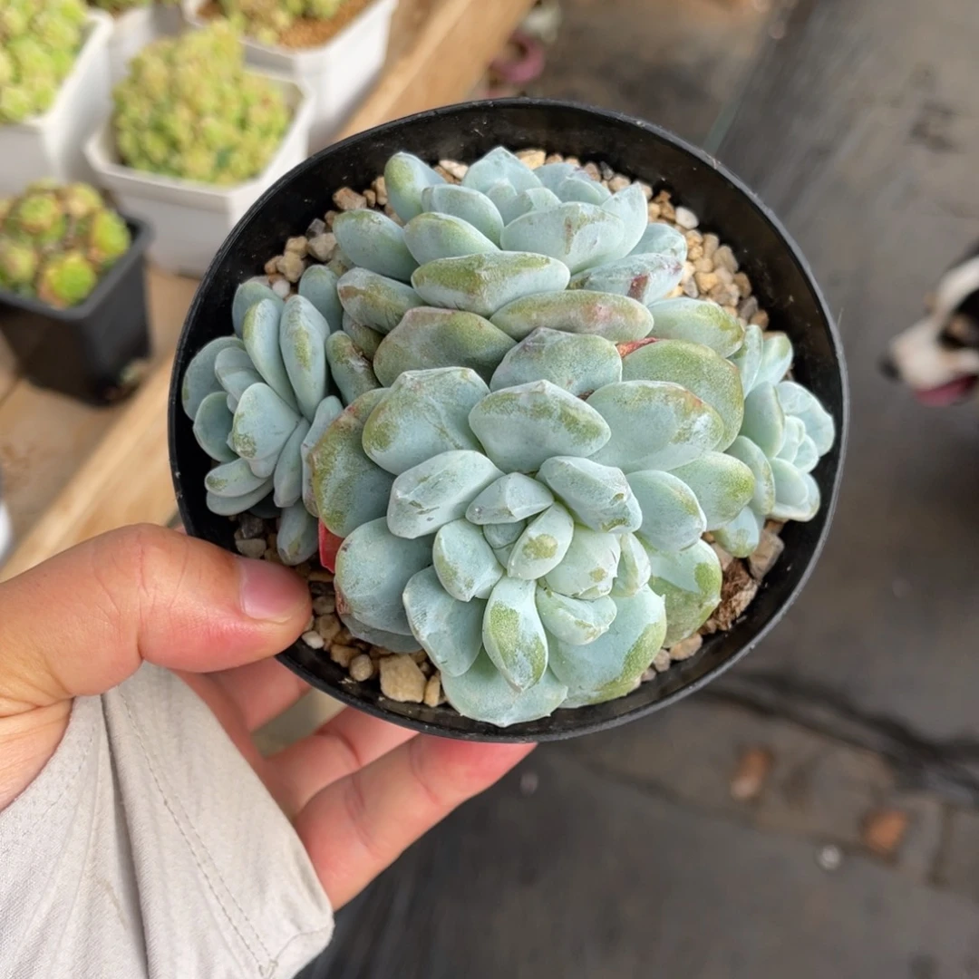 冰玉石化锦一物一拍