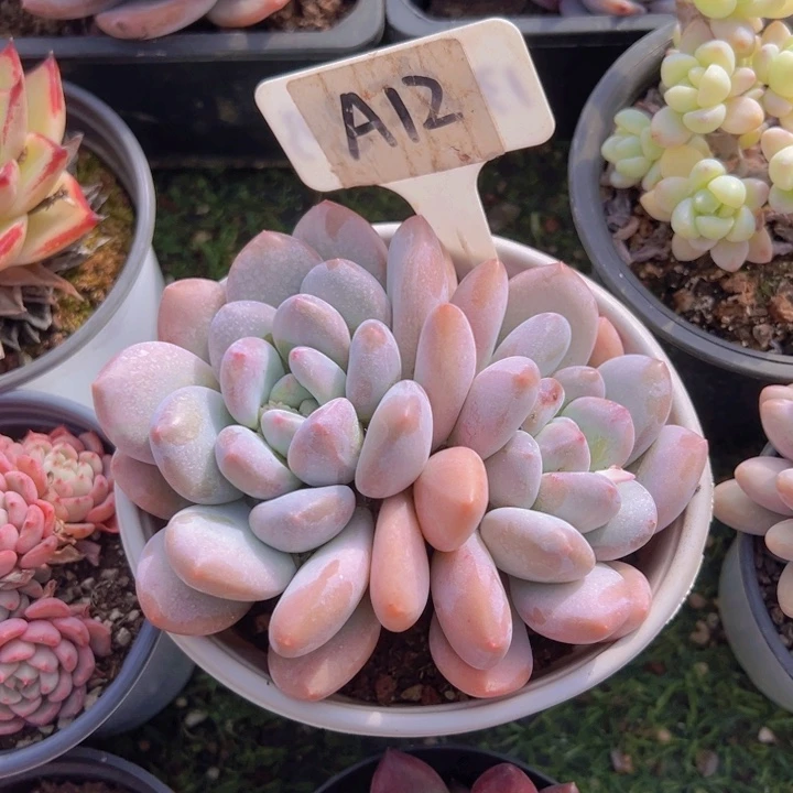 健健康康平平安安