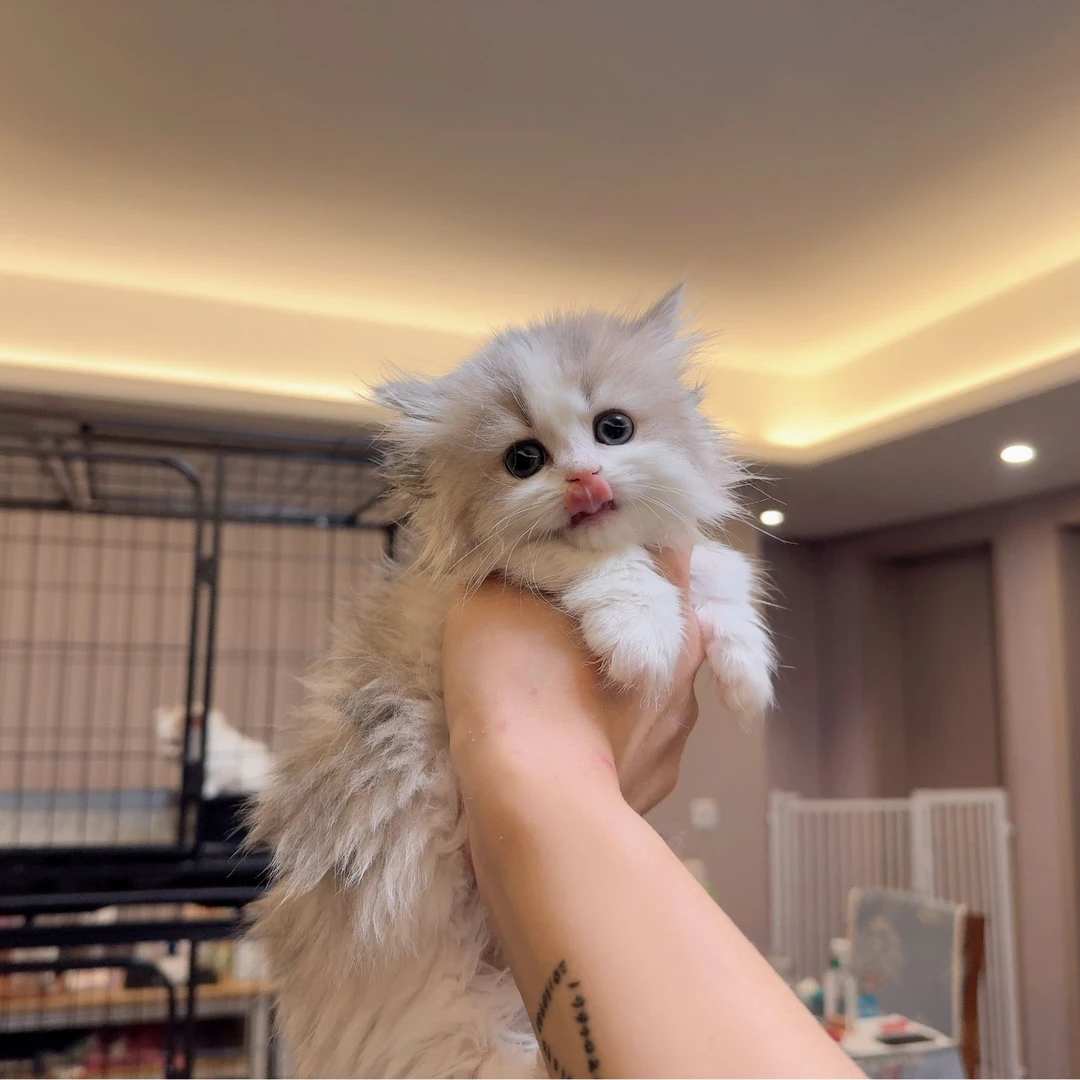 （福利猫猫）活体猫猫通用链接