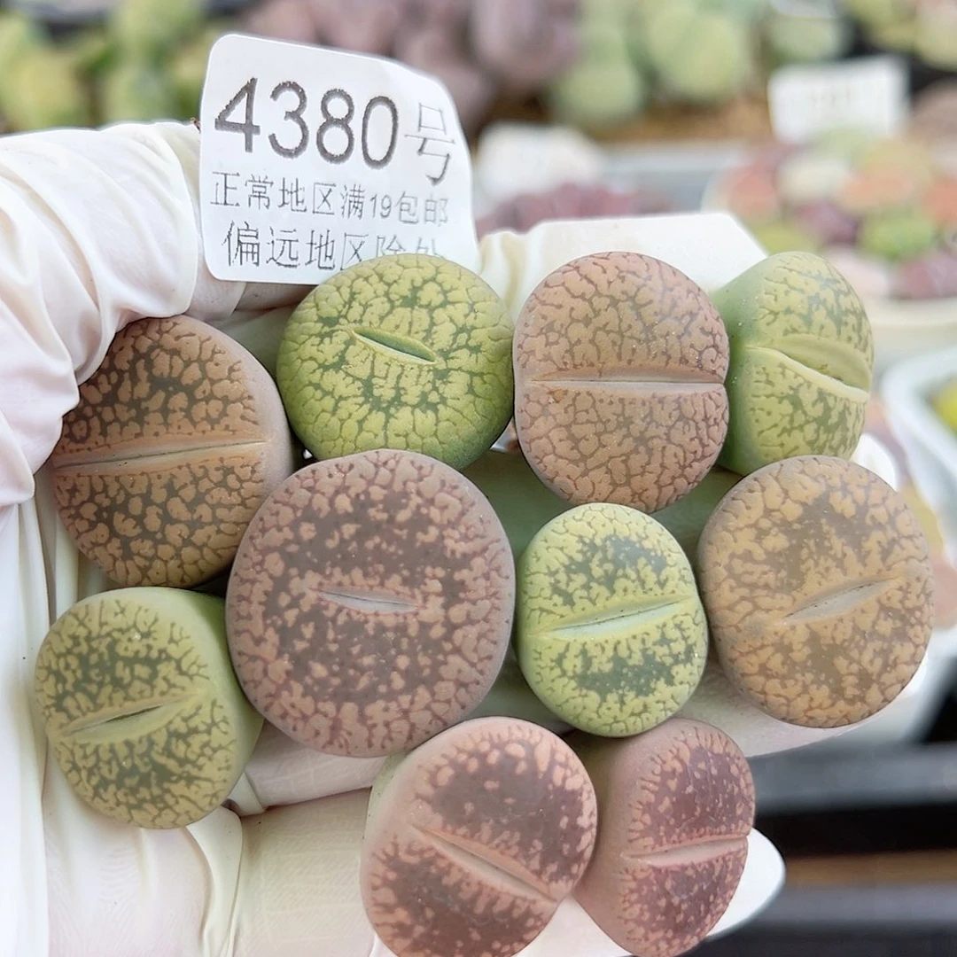 4380 好养易活生石花大母本10个1.8-2.2cm