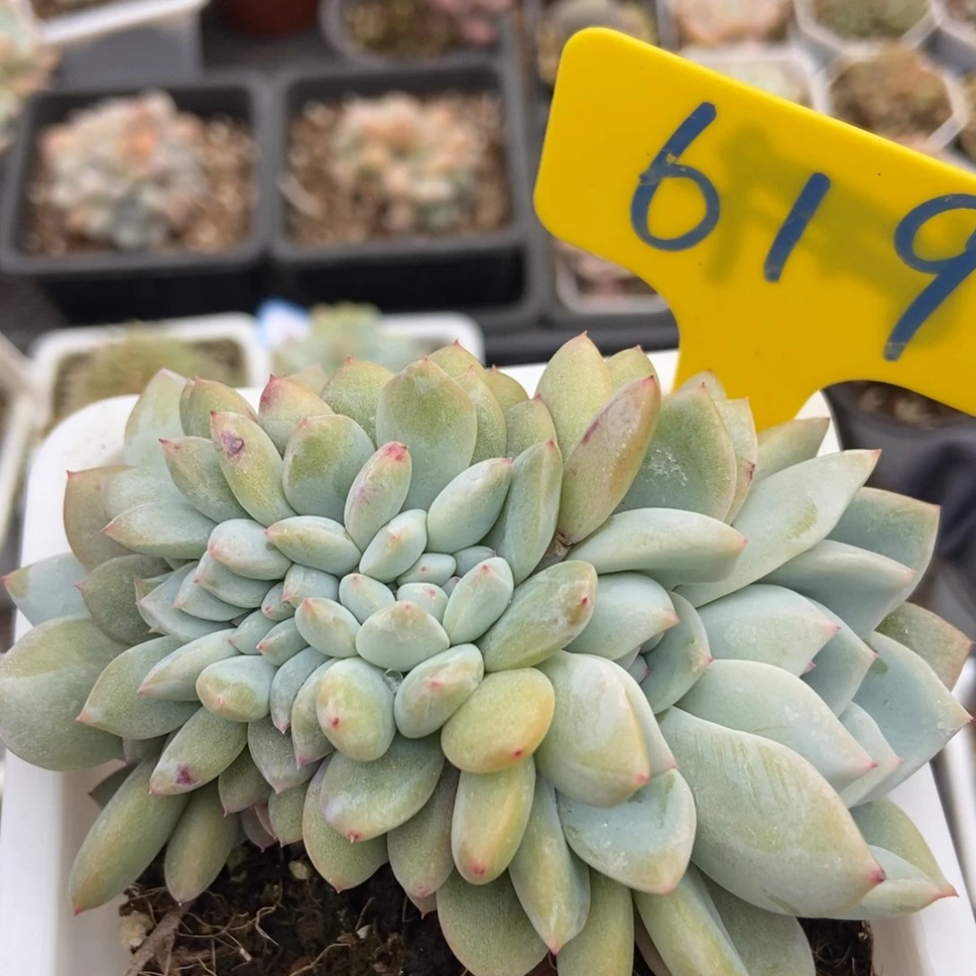 宝619橙子缀多肉植物保护