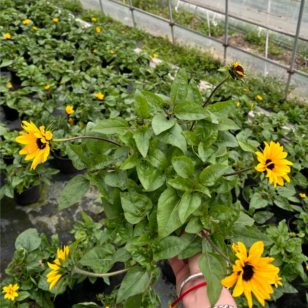 向日葵光辉岁月盆栽苗阳台耐热庭院矮生耐晒花卉植物室外花苗