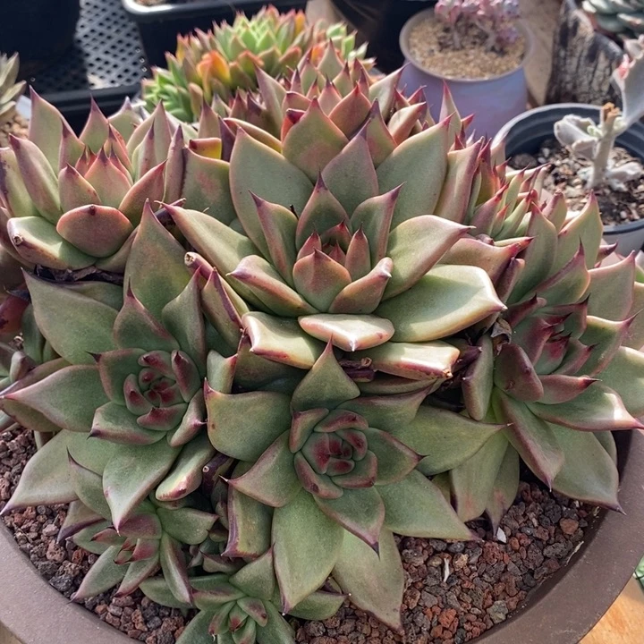 D569- 直播福利乌木东云杂