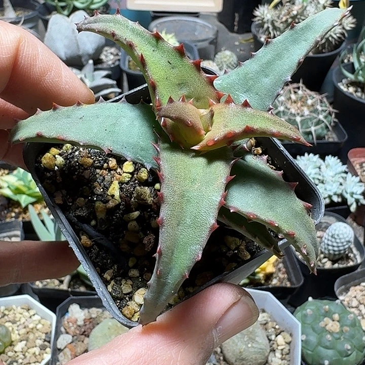 947卡萨帝脱土发货