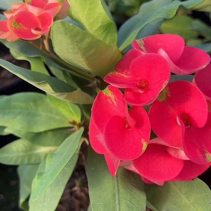 愿***望泰品扦插一物一拍