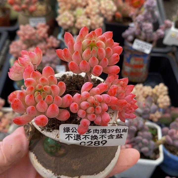 烟花6cm289多肉植物