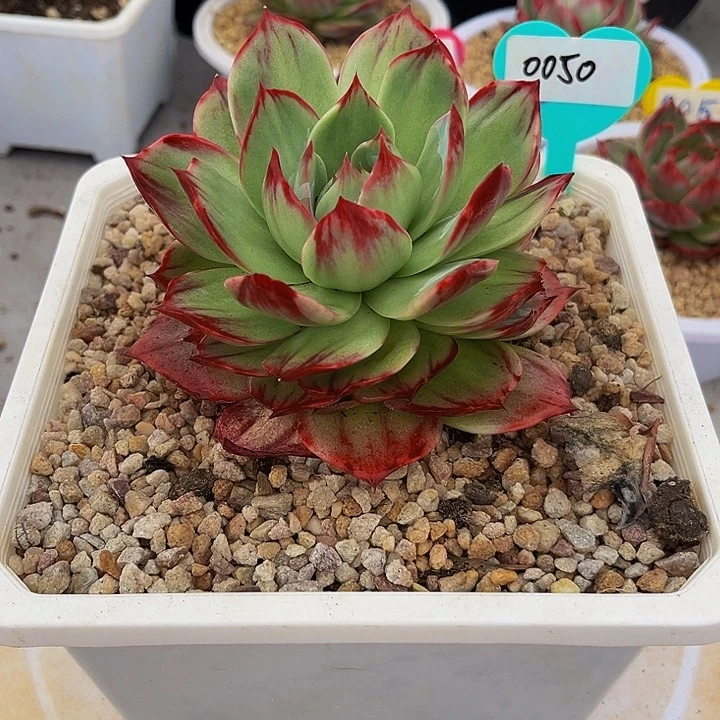 惊鸿仙子多肉植物50