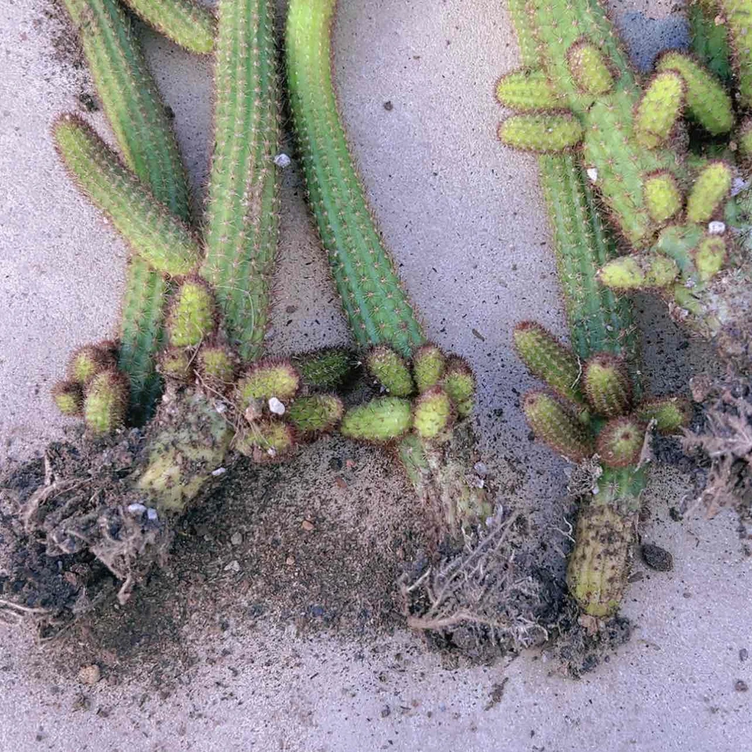 【闪购商品】金妞多仔微瑕偏远不拍