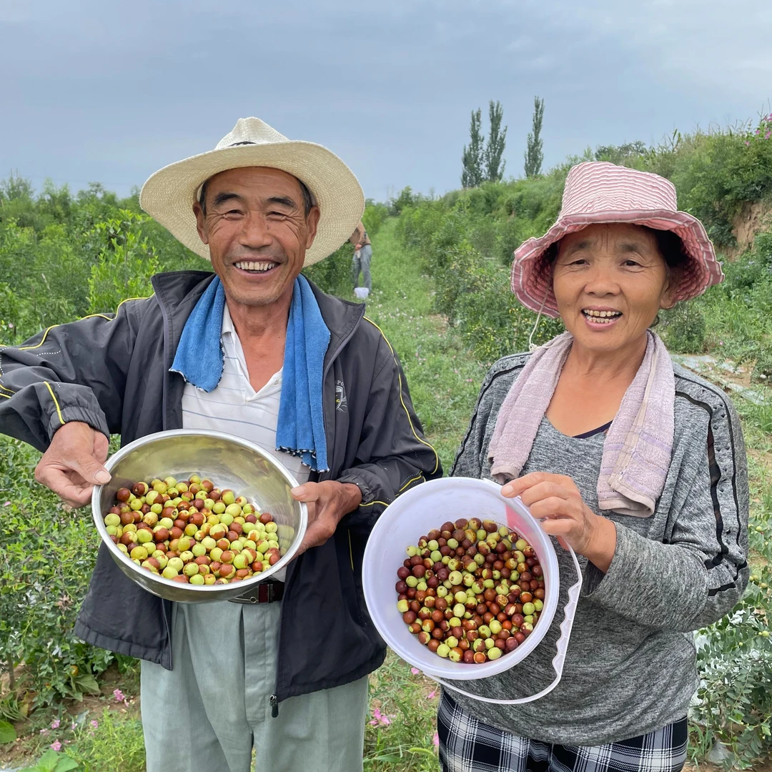 山西现摘酸枣新鲜现摘现发水果童年味道个别发软是熟透了介意勿拍