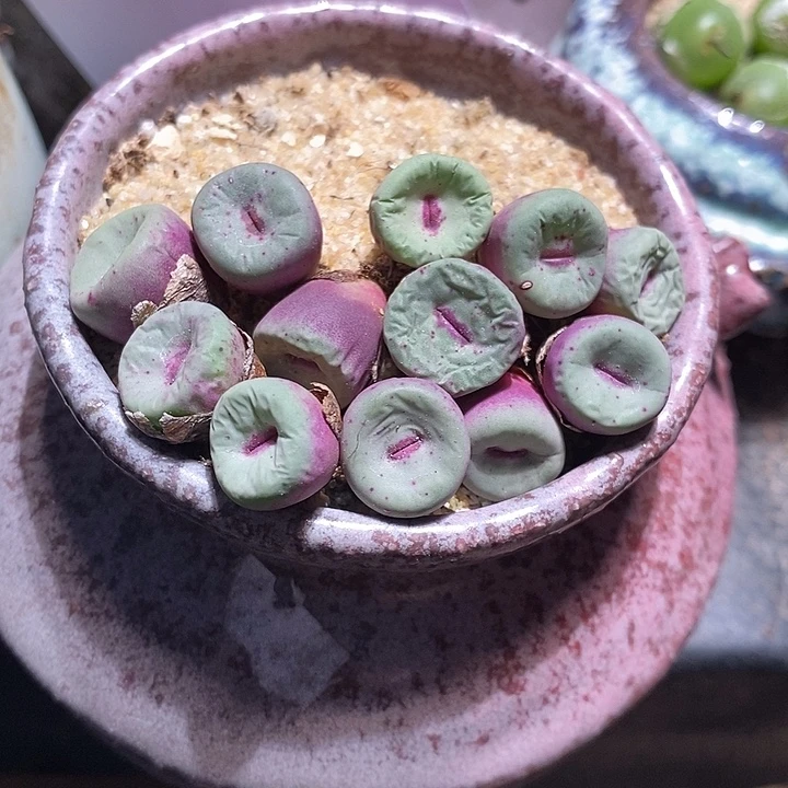 12331。  贝特芬大红嘴一颗。
