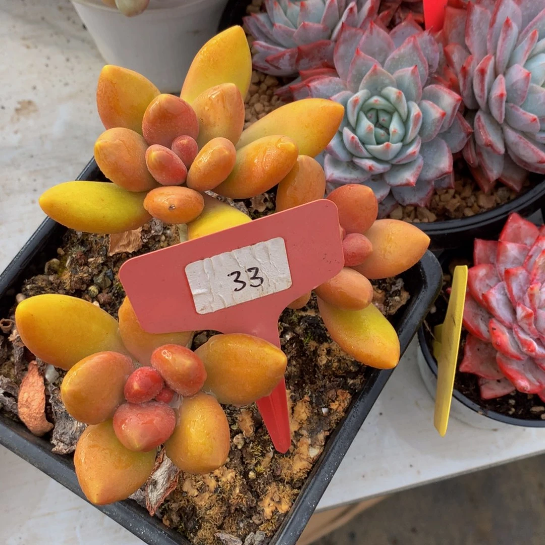 芒果奶6262727272627