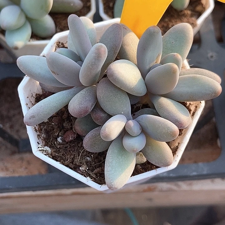 ℒ****多肉植物企鹅2096多肉